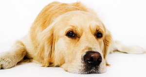 Golden Retriever. (Foto archivo)