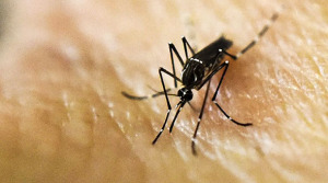 Mosquito que transmite el Zika. (Foto/Suministrada)