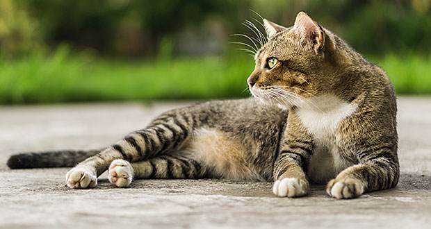 CÓMO PASEAR A TU GATO, SACAR TU GATO CON ARNÉS Y CORREA